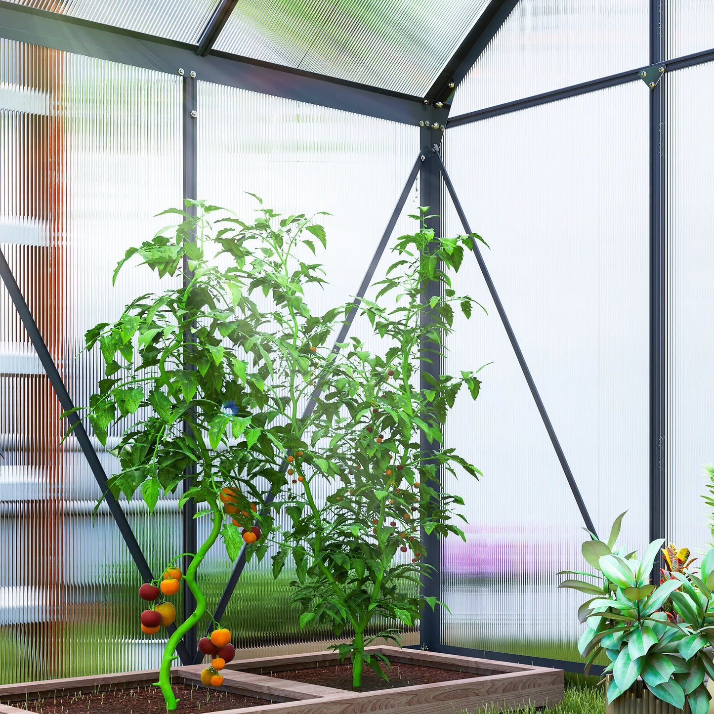 Greenhouse with tomato plants and a clear view of the outdoors